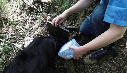 Schatzsuche gelungen! Trotz sehr guter Tarnung konnte der Geocache aus seinem Erdloch geborgen werden. Foto: Martina Dammrat