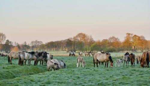 Die Dülmener Wildpferde leben in freier Natur. Foto: Cornelia Höchstetter