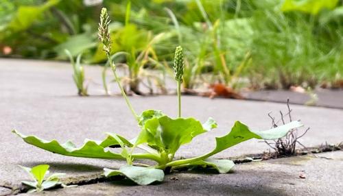 Versiegelte Flächen hindern Pflanzen am Wachsen. Das schadet dem Klima. Foto: Antje Schlenker-Kortum