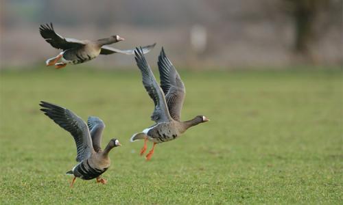 Blässgänse von Nahem. Foto: www.wildes-ruhrgebiet.de