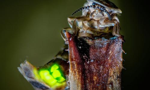 Weibchen des Großen Glühwürmchens. Foto: Stadt Köln/U.Vogel