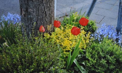 Eine Baumscheibe - bepflanzt mit Kräuern und Tulpen. Foto: Susanne Neumann