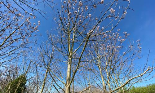 Wer denkt da nicht an eine Glockenblume? Aber es ist die Blüte des Blauglockenbaumes, der Palownie. Foto: Susanne Neumann