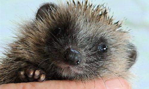 Sind Igel im Winter hilfsbedürftig? Foto: René Denzer