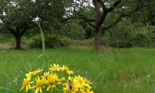 Die Streuobstwiese mit Insektengetummel ist nicht nur schön, sondern auch lehrreich. Im Umweltbildungszentrum dreht sich alles um Artenvielfalt. Foto: Antje Schlenker-Kortum