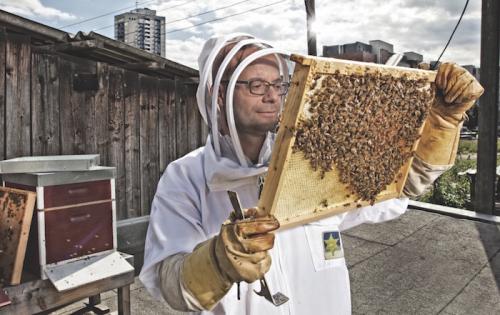 Auf den Dächern Kölns brummt es mächtig. Hobby-Imker Frank  Methien ist zufrieden, seine Bienen sind gesund und fleißig. Foto: Sebastian Knoth