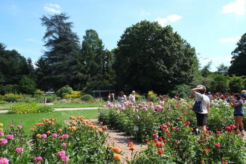 Blick auf die Dahlien-Beete. ©