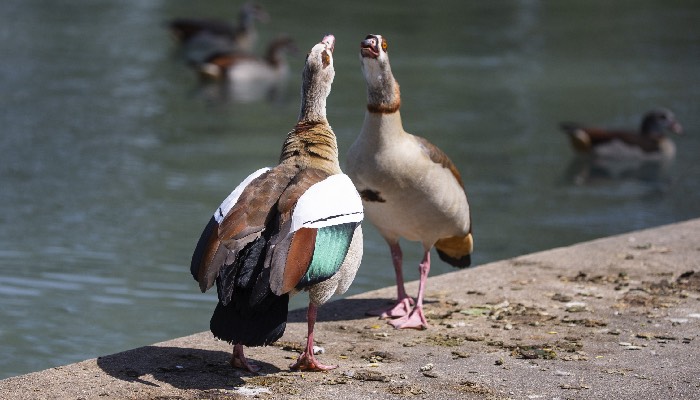 Längst keine Seltenheit mehr: Nilgänse in der Stadt. Foto: Thomas Banneyer