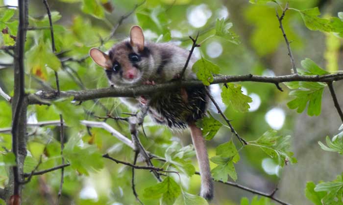 Kölner Friedhöfe sind Erholungsorte für Mensch und Natur. Und sie sind Heimat für Gartenschläfer. Foto: Stadt Köln, Betina Küchenhoff