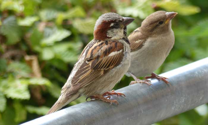 Der Haussperling, die wissenschaftlich richtige Bezeichnung für den Spatz, sucht die Nähe zu menschlichen Siedlungen. Foto: Betina Küchenhoff