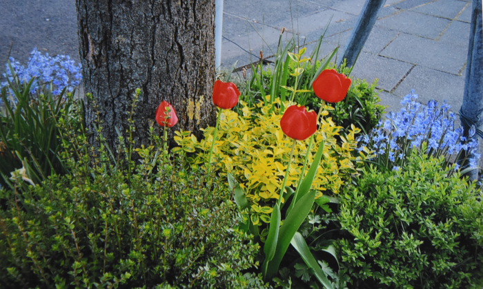 Eine Baumscheibe - bepflanzt mit Kräuern und Tulpen. Foto: Susanne Neumann